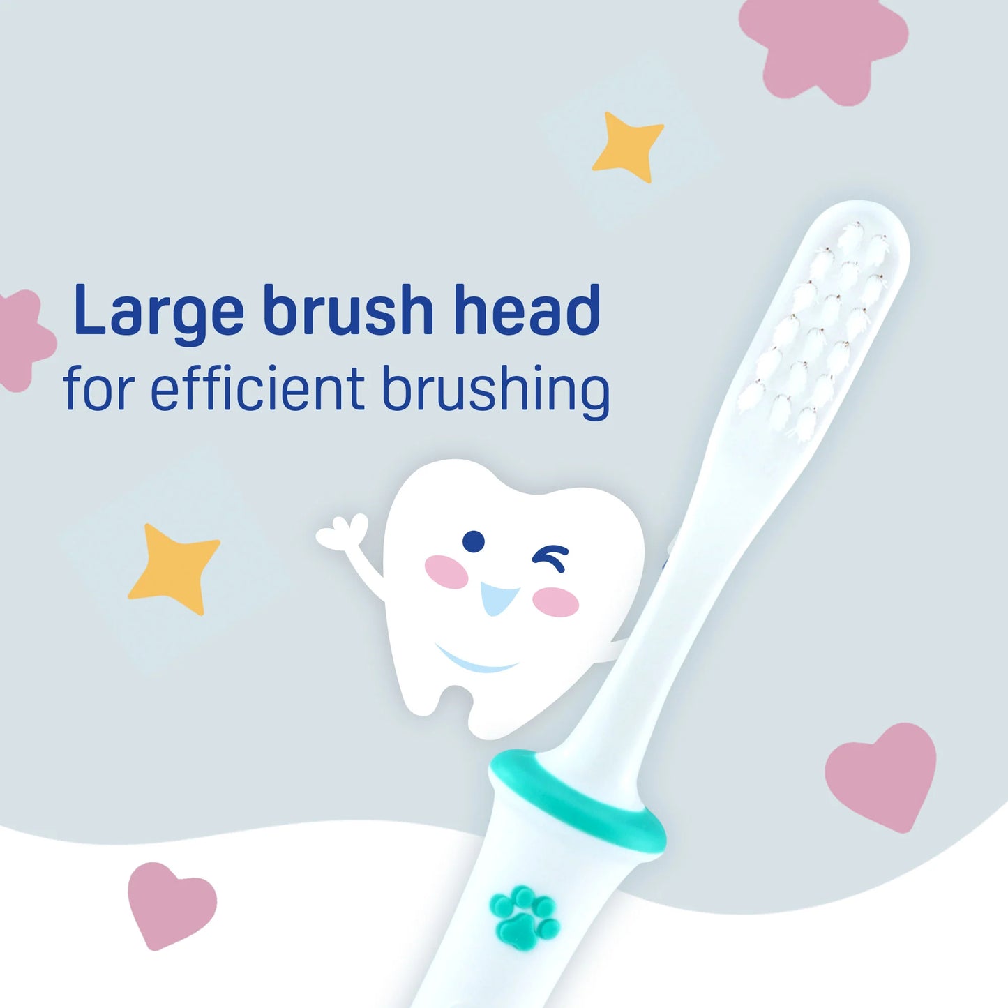 PIGEON Training Tooth Brush Lesson 4